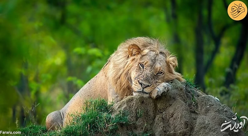 (تصاویر) (تصاویر)